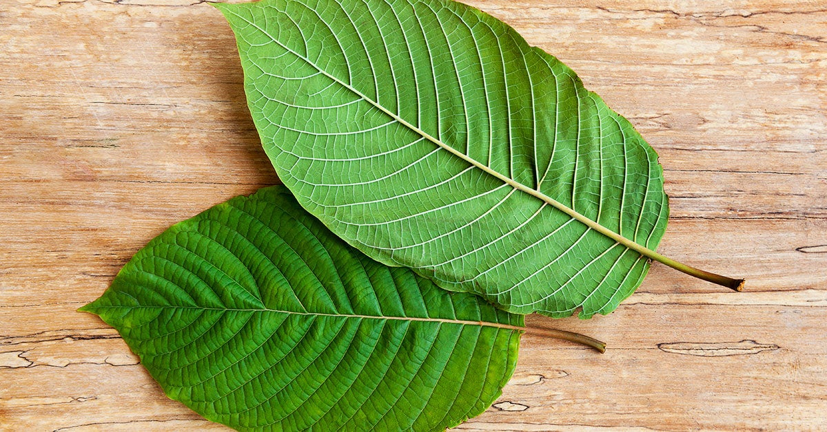 kratom leaf - beginners guide to kratom